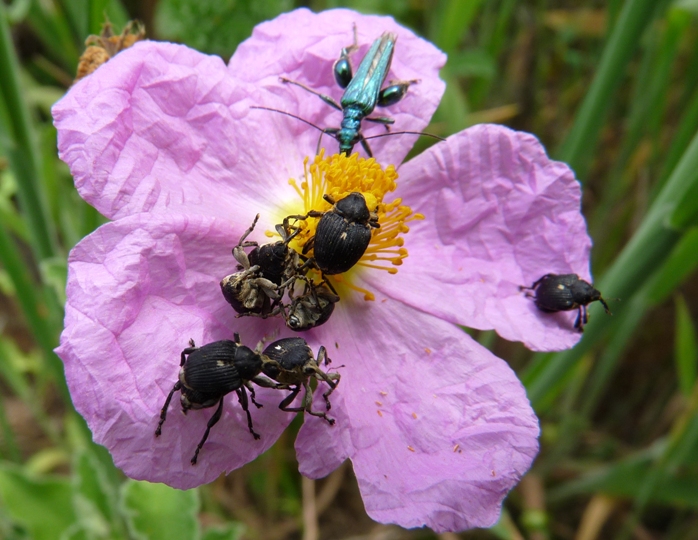 Curculionidae: Mononychus punctumalbum